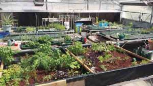 Aquaponics